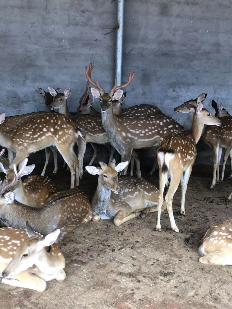 观赏梅花鹿成年大公鹿厂家直销提供养殖技术