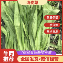 邯郸油麦菜{小油麦，大油麦}支持商超清地各种包装常年供应