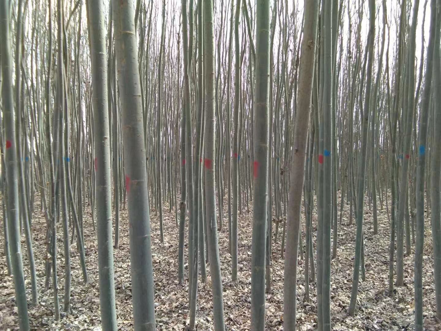 白皮松苗期综合管理实景图