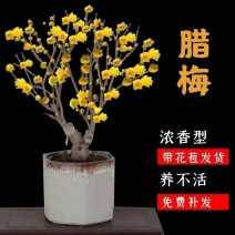 素心腊梅老桩盆景都是带花发货每一棵都是小精品带土球打包