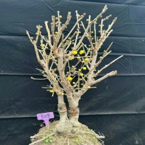精品老桩带大龟素心腊梅70-75cm高满满花苞特价