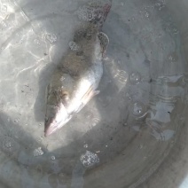 鳜鱼