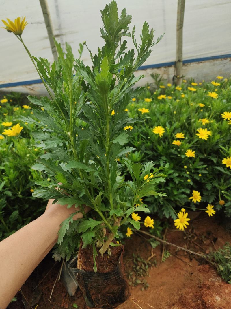 木春菊中袋,16袋