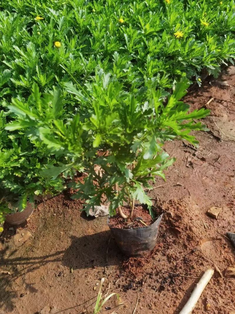 木春菊中袋,16袋