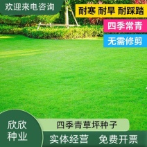 草坪种子四季青庭院耐旱耐踩黑麦草狗牙根草子种护坡绿化种子