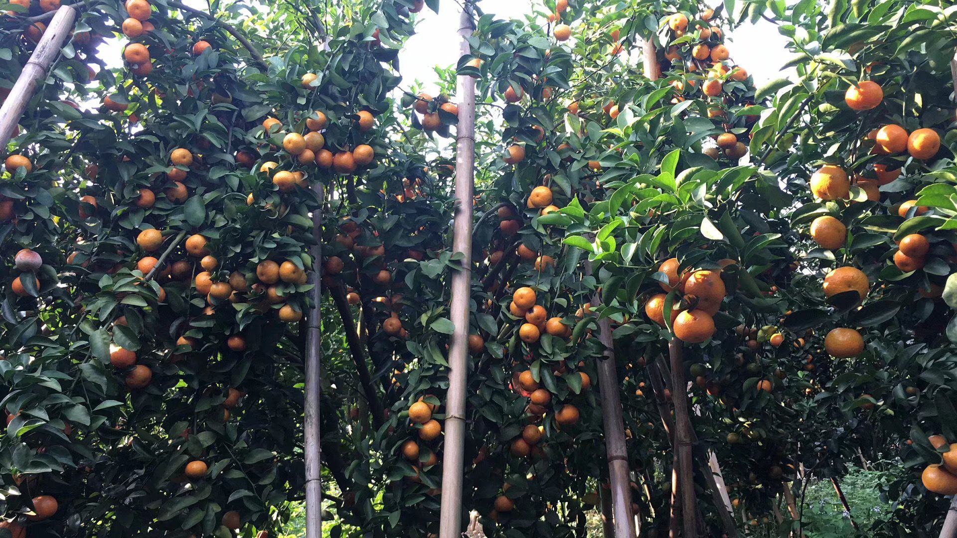 无人机俯拍视角下的金秋沙糖桔盛果期果园:连片整齐的矮化密植园(行距3m×株距2m),树冠呈自然圆头形,郁闭度约85%,果实均匀分布于外围中上部枝条,果皮呈橙红至深橙色,光泽度高,部分果实已套浅褐色纸袋,地面覆盖黑色防草布,可见滴灌带铺设痕迹,远处有小型气象站与水肥一体化控制柜 金秋沙糖桔盛果期果园航拍图