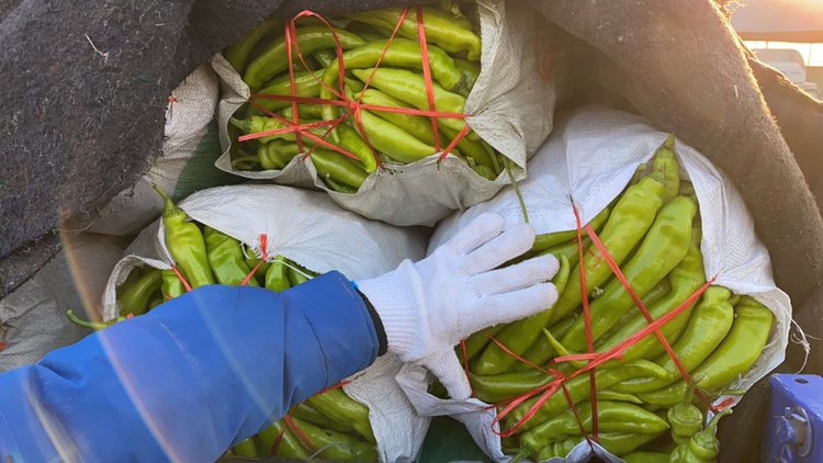 尖椒装罐与密封过程