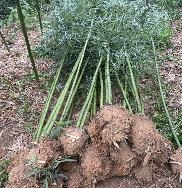 [雷竹批发]细叶乌头雷竹,成都细叶乌头雷竹,四川雷竹苗价格8.
