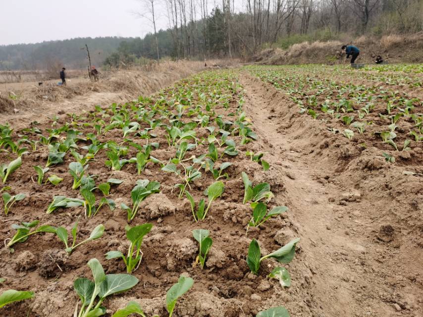 油菜田间生长实景图