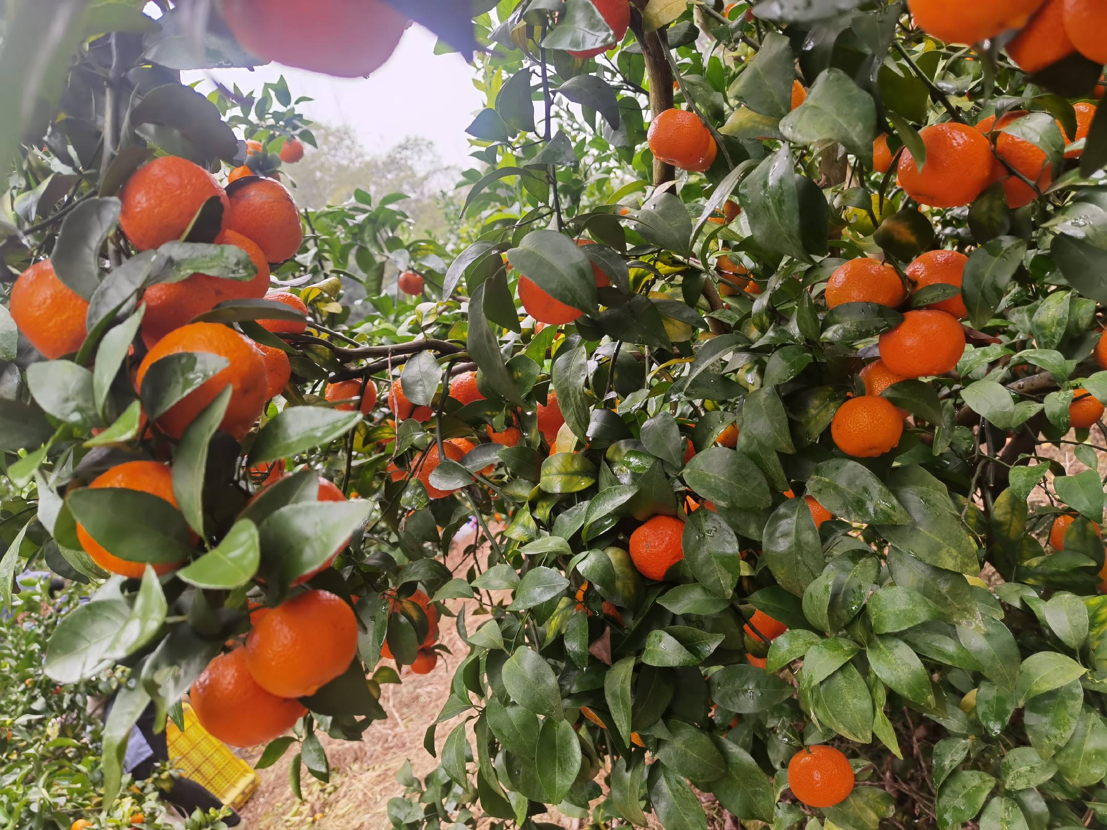 沙糖桔果园航拍图