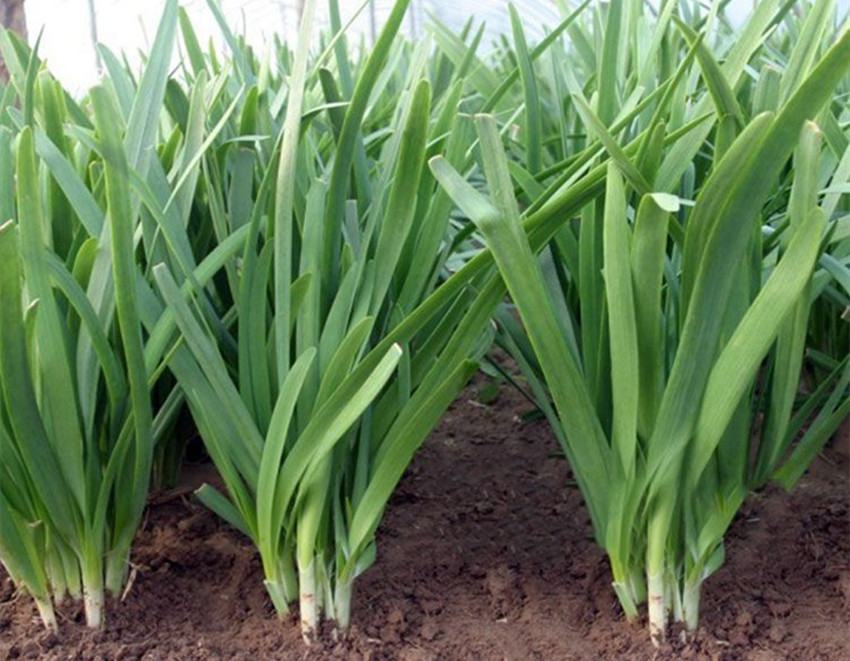 对比图展示健康的绿色韭菜与白尖韭菜的差异,帮助读者更直观理解问题表现 健康与白尖韭菜对比图