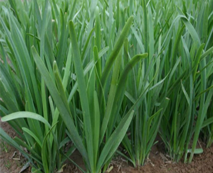 细叶韭菜特写