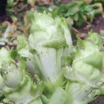 儿菜