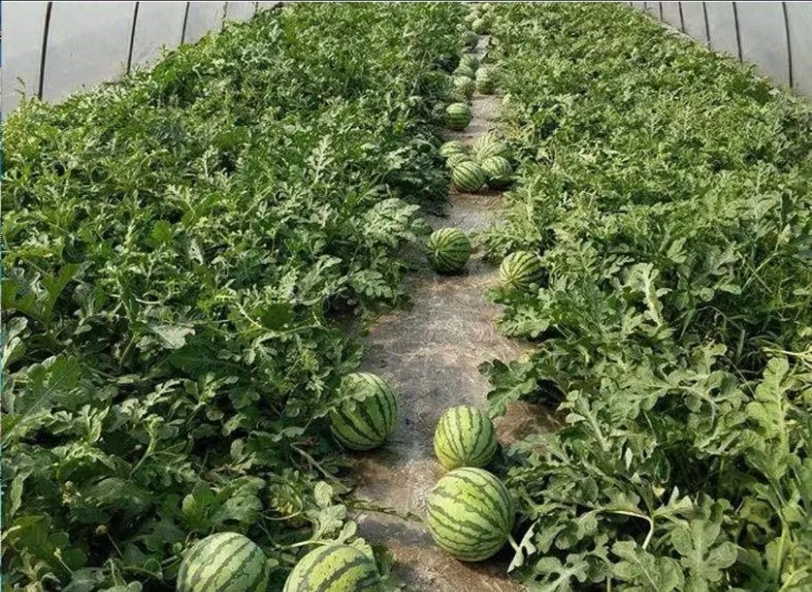 瓜州县瓜州镇无籽西瓜种植基地,阳光充足,土壤疏松,适合西瓜生长 瓜州无籽西瓜种植基地