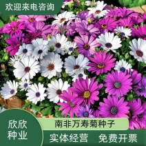 南非万寿菊种子蓝目菊非洲菊种子耐寒景观园林庭院花卉四季花