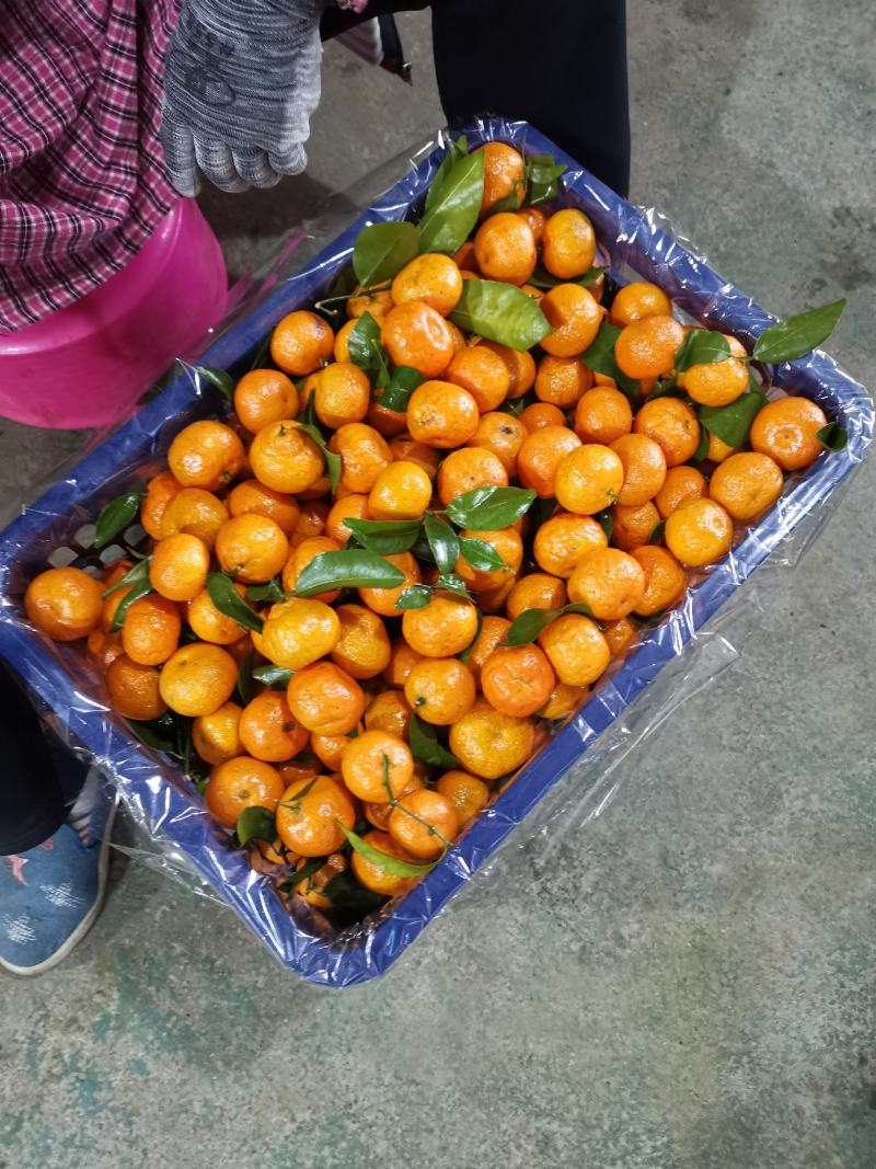 广西桂林沙糖桔精品砂糖橘大量供应砂糖橘精品果