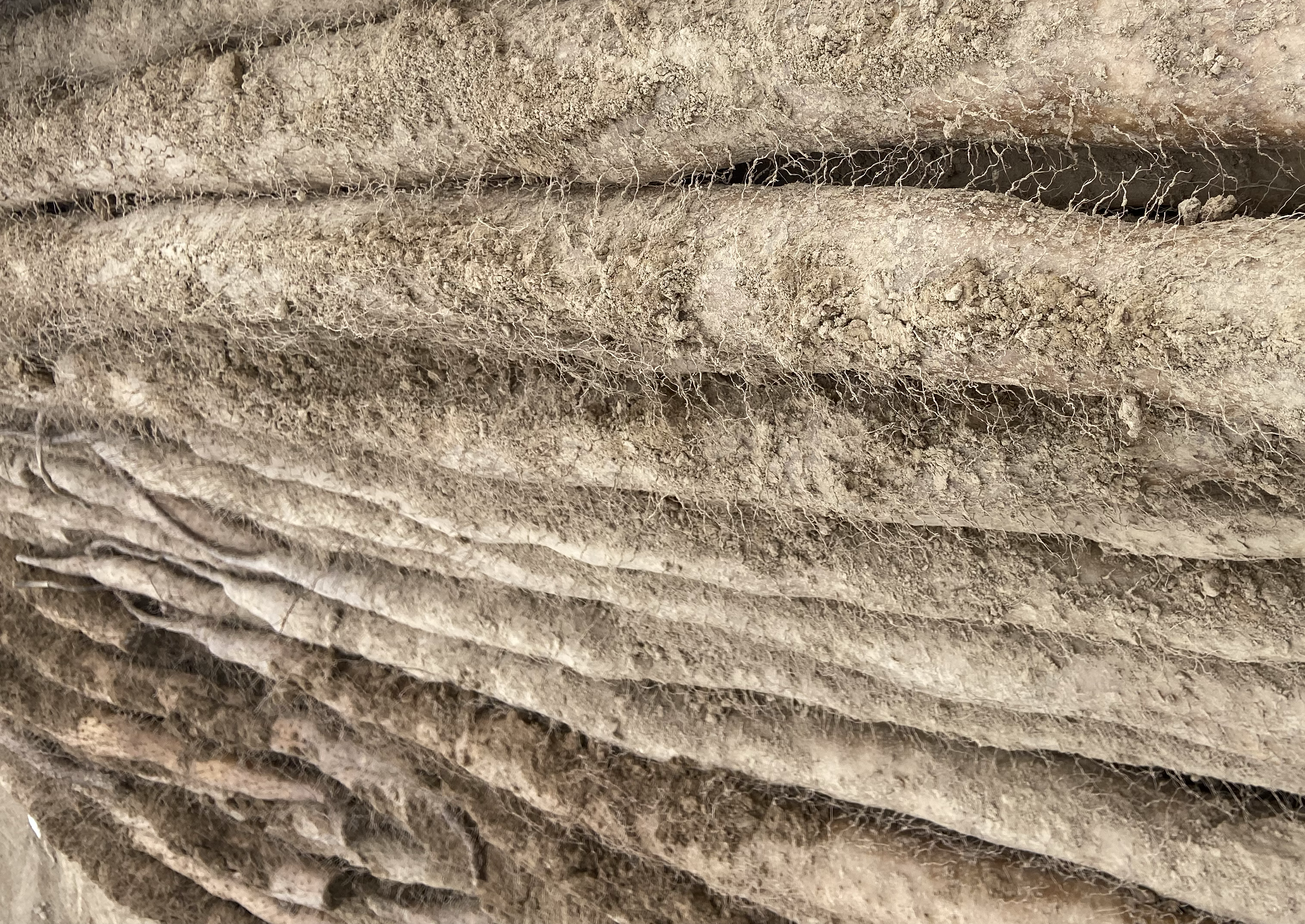 九斤黄山药整体外观特写