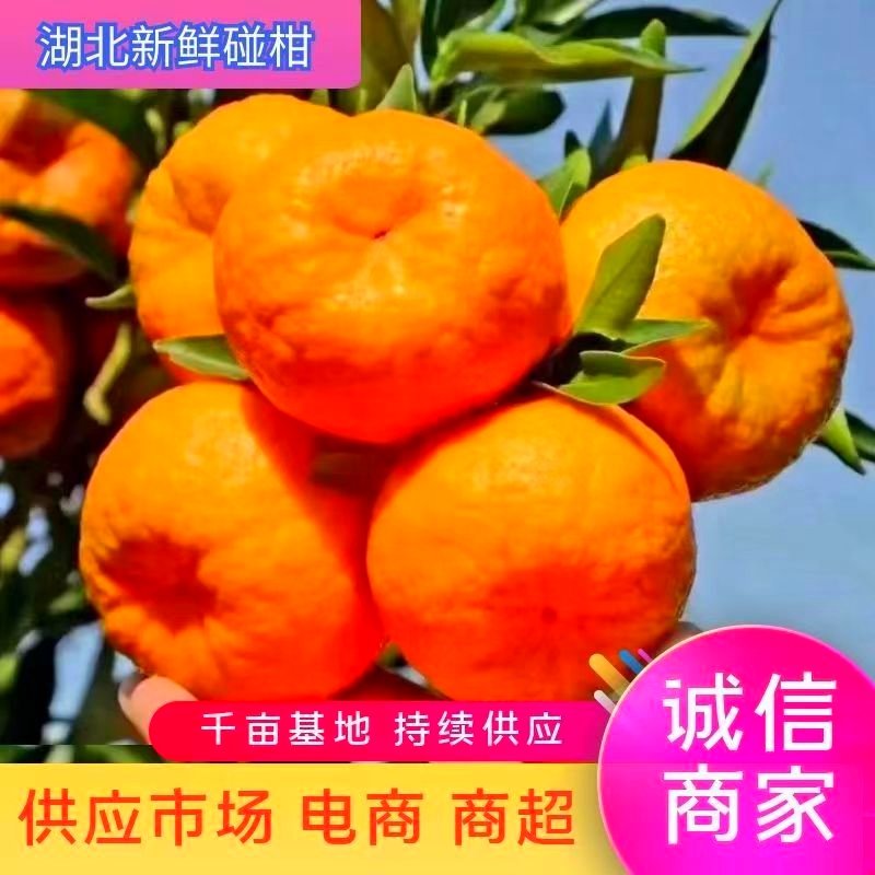 [椪柑批发]湖北宜昌枝江市柑桔 0.30元/斤碰柑鲜果储存果大量 _ 一亩田