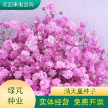 切花满天星种子观赏花海满天星种子庭院别墅阳台景观花籽