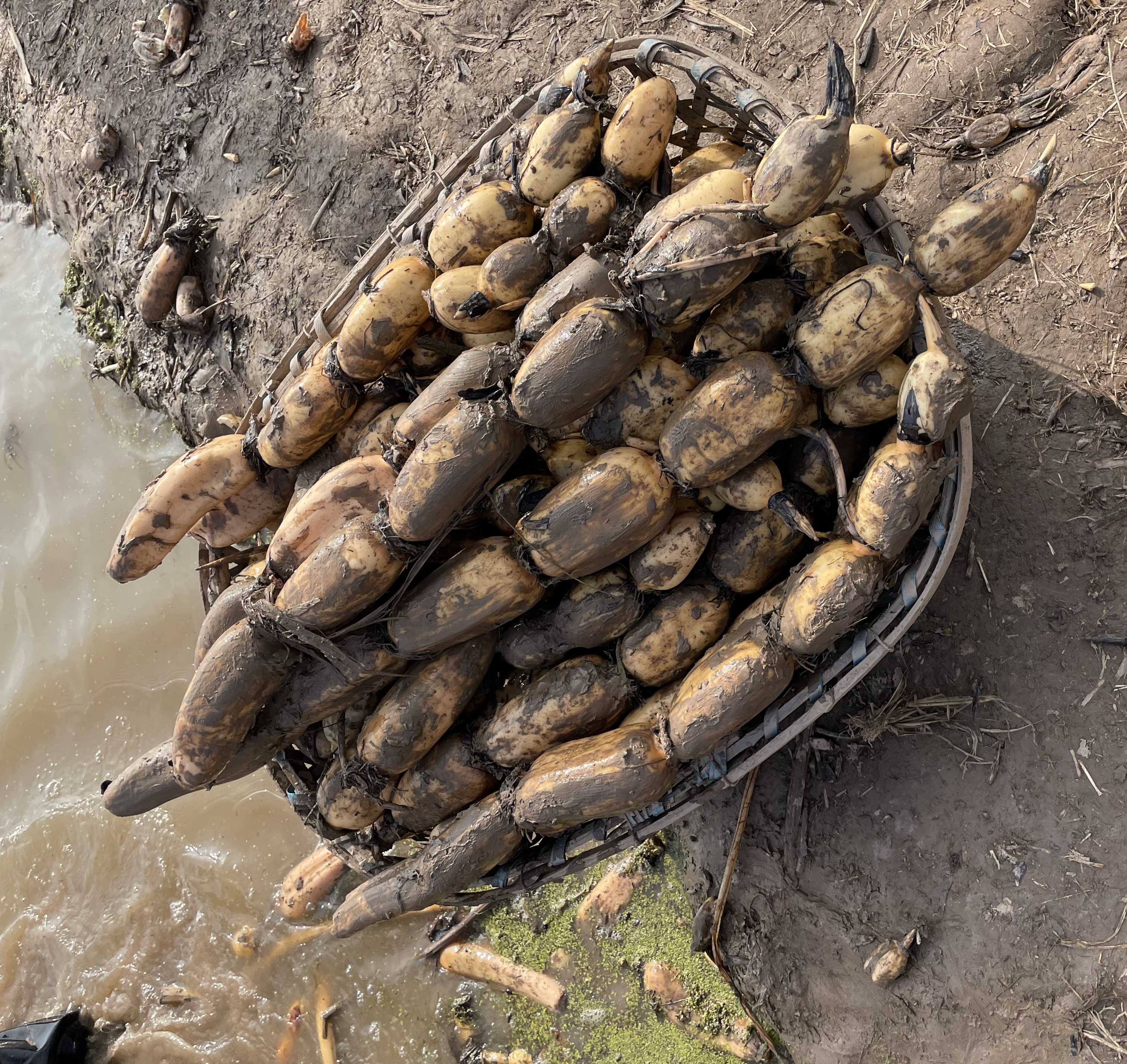 湿沙保存莲藕示意图