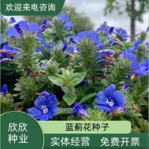 蓝蓟花种子室外庭院花卉耐寒园林种籽四季景观植物盆栽