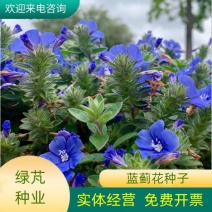 蓝蓟种子阳台盆栽工程绿化花籽易活易种花海观赏花蓟草花卉种