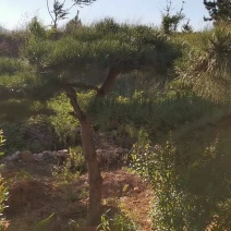 松树，黑松，造型松，景观松