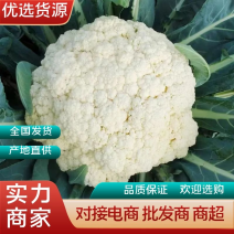 优选菜花松花菜大量现货品质保障全国可发货