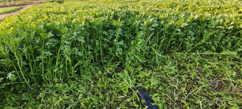 茼蒿采收前后对比图