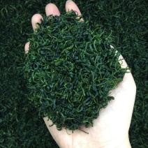 小叶苦丁茶绿水青山茶新茶500g包邮