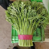 精品茼蒿，大量有货，需要的联系，