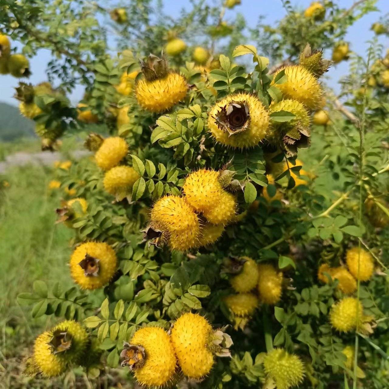 刺梨苗龙里县谷脚镇艺园苗木种植场种植基地_地址_产地货源