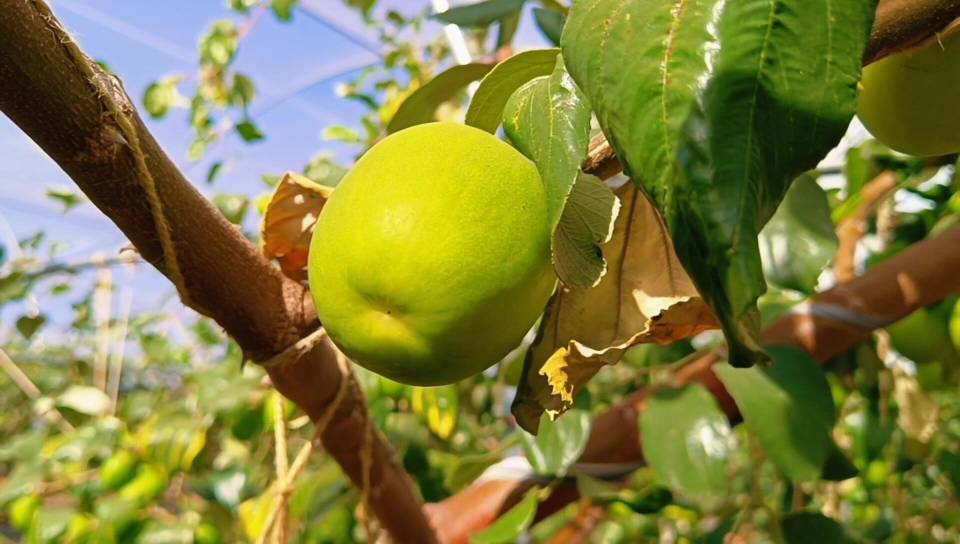 大青枣果实特写