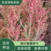 戟叶酸模种子林木种籽四季边坡护坡矿山生态修复恢复用种灌木