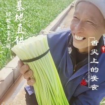 四川～～汉源～白帽蒜薹～产地直供一手货源真实报价