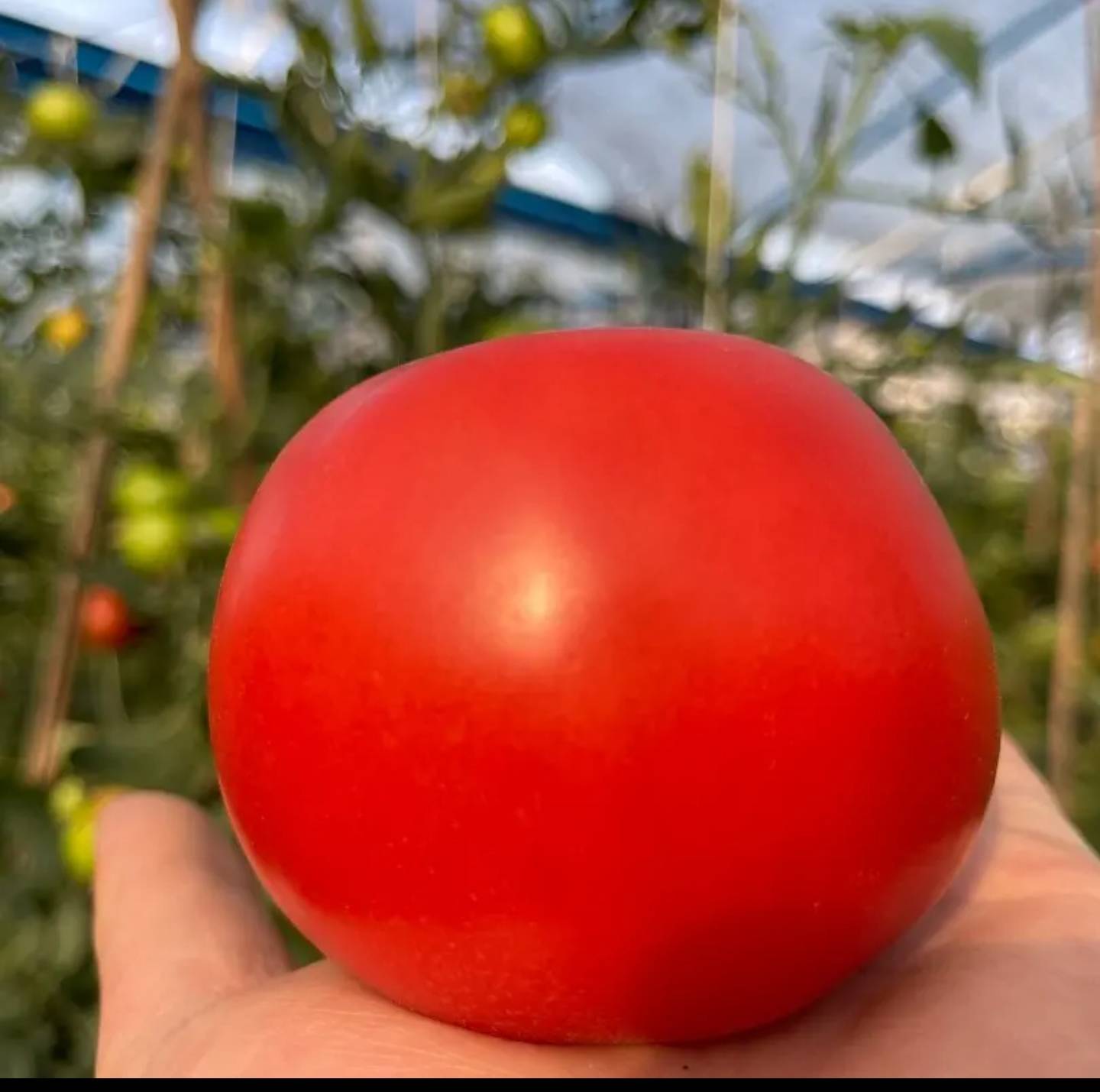 西红柿的外观特写