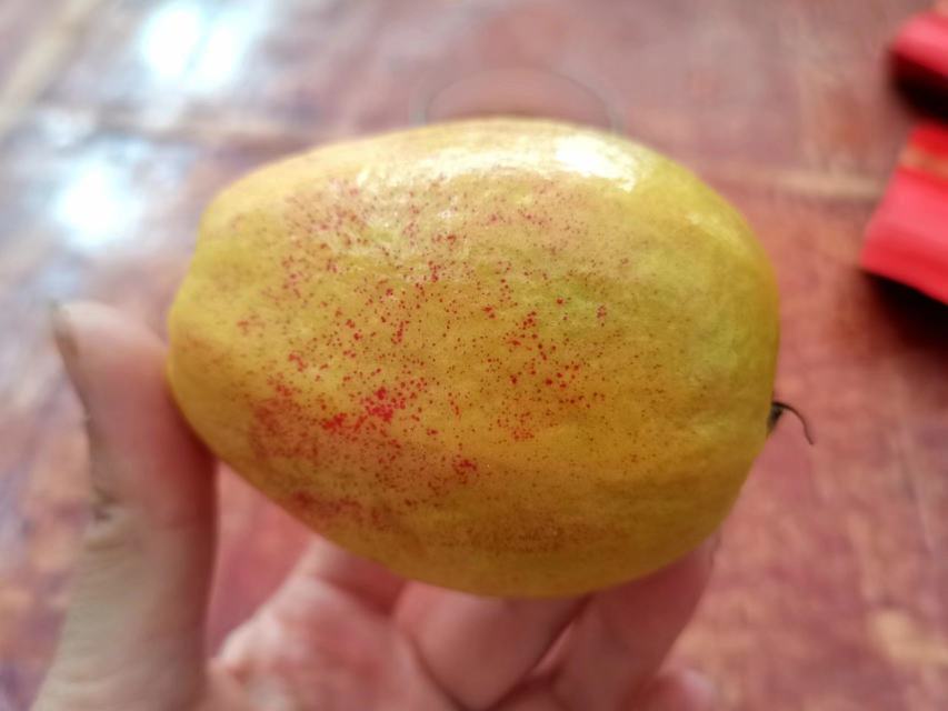 一位女性手持一个深红色石榴,正用手指轻敲其表面,背景为厨房台面,旁边放置两个不同成熟度的石榴作为对照,突出展示如何通过敲击判断石榴是否成熟 石榴敲击检测示意图