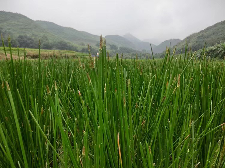 马踏湖湿地全景航拍图