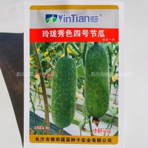 银田冬瓜玲珑秀色四号节瓜种子新型节瓜小型冬瓜种子