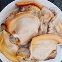 新鲜河蚌