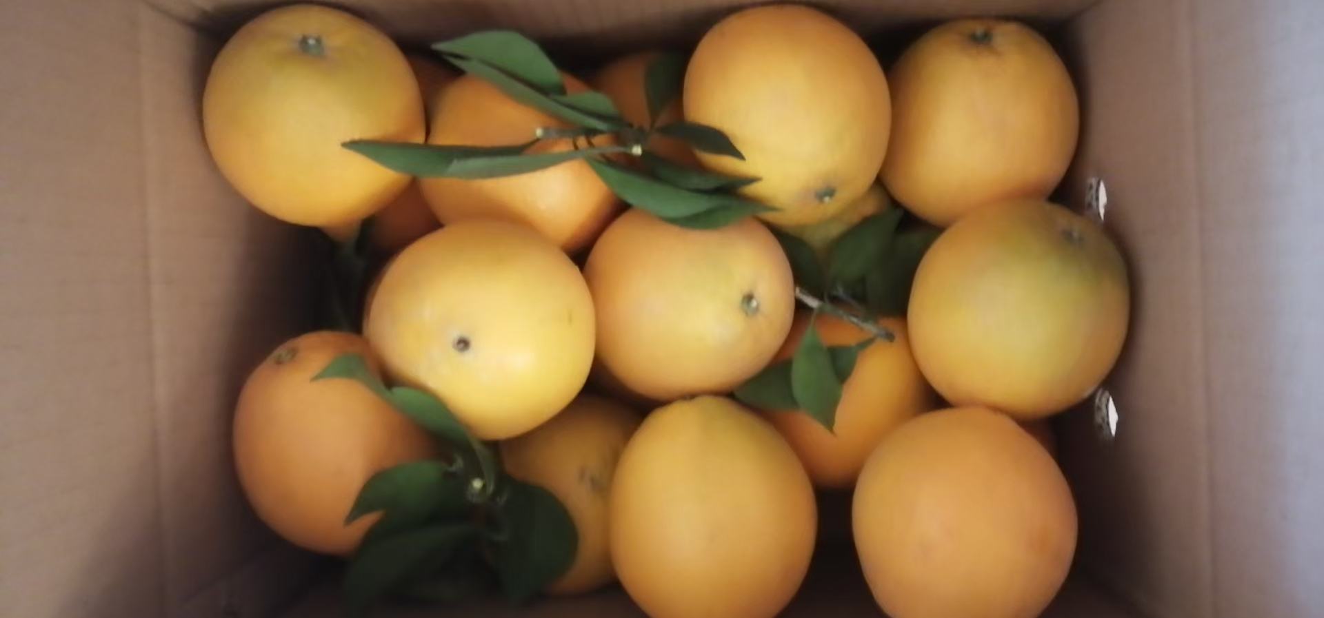 纽荷尔脐橙与健康饮食搭配示意图