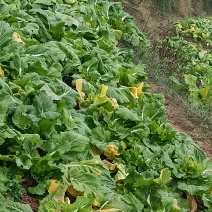 我卖的各儿菜