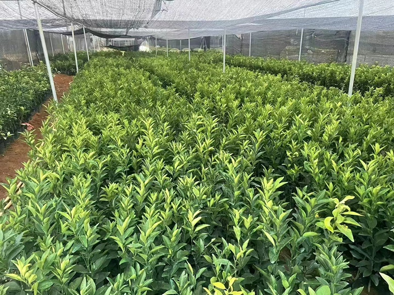 一株健康的三红柚嫁接苗,茎干粗壮,叶片浓绿,根系发达,带有明显嫁接口,苗高约60厘米,生长在营养袋中,背景为现代化育苗大棚 三红柚嫁接苗特写