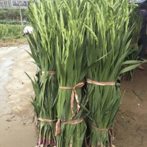 农户种植年花步步高剑兰鲜花花市居家装饰婚礼鲜花产地直供