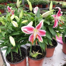 香水百合花盆栽带花苞四季百合花苗室内鲜花绿植好养植物香味