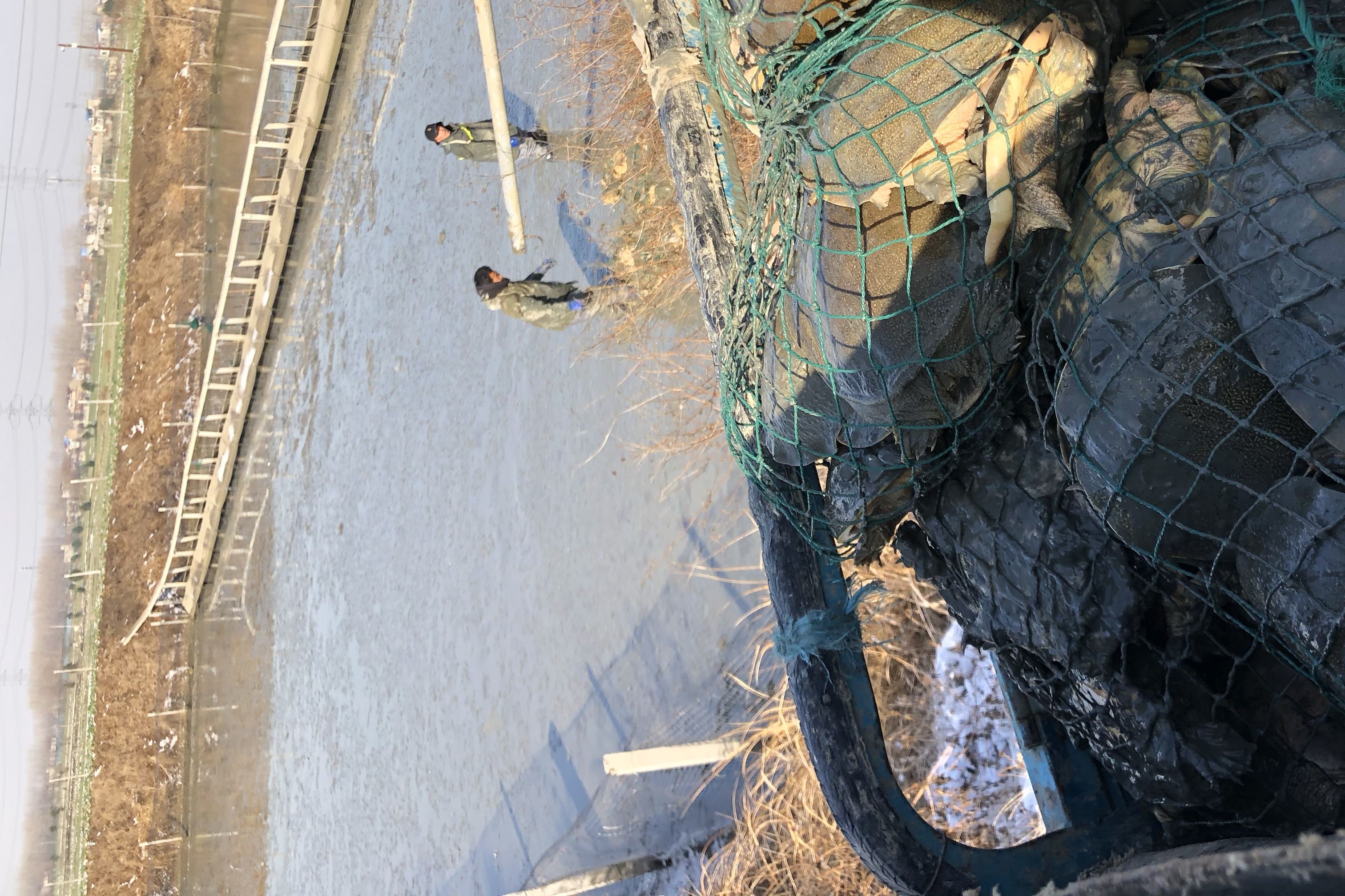 吹筒仔捕捞场景