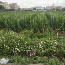 剑兰鲜花年花产地直供花市批发佛山南海产