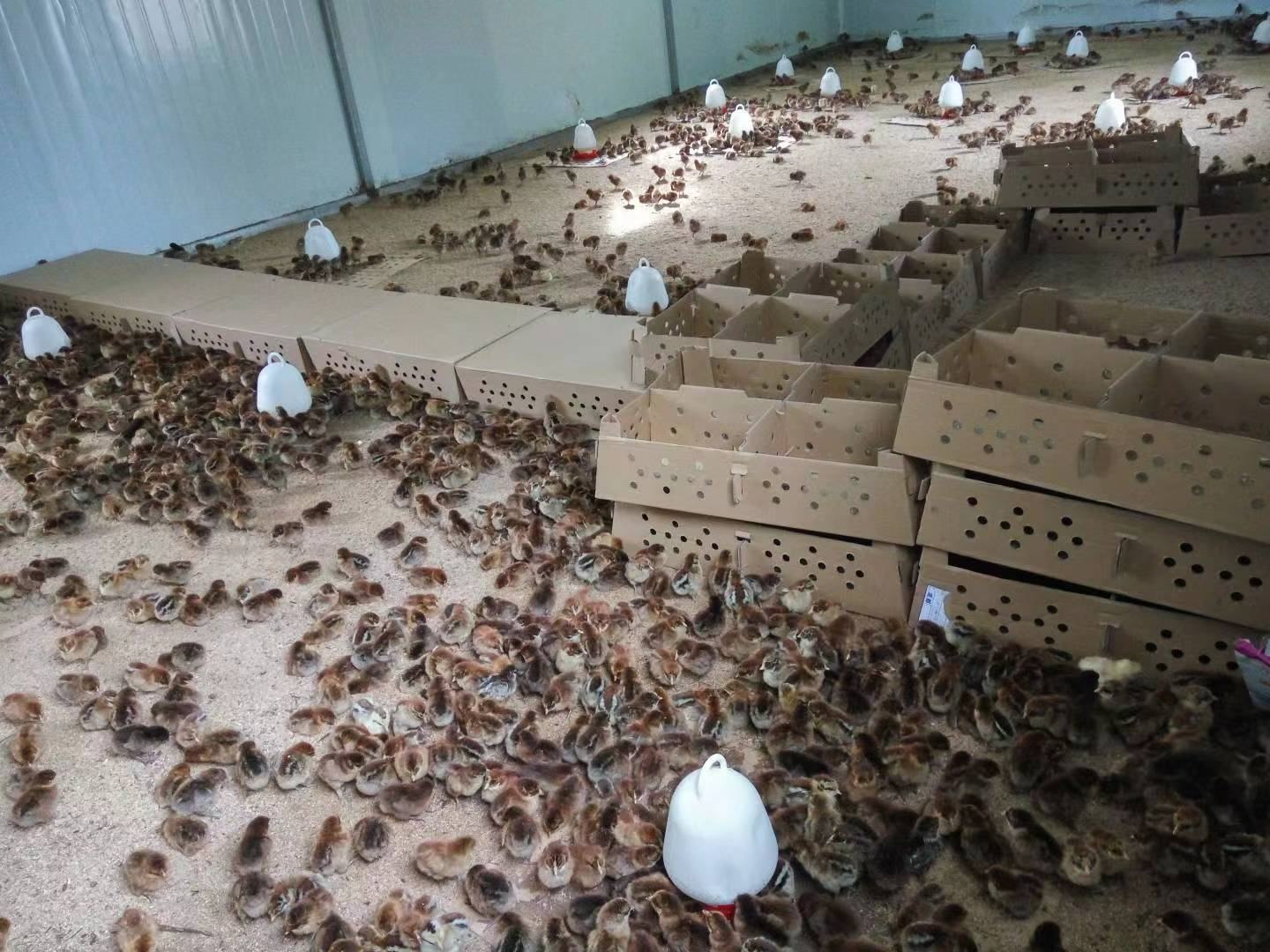 红玉鸡雏育雏舍内部环境
