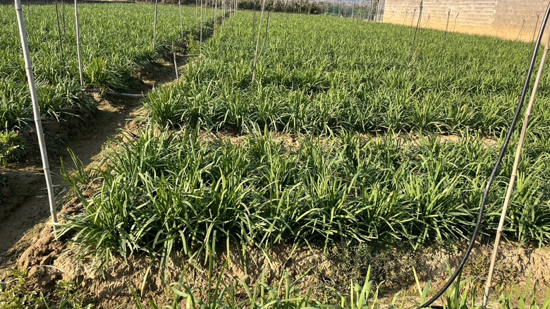 和田玉韭菜绿成熟植株特写
