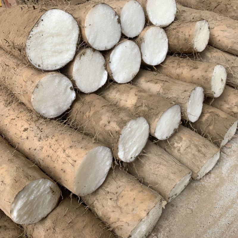 精品九斤黄山药产地发货量大从优商丘九斤黄当天走货